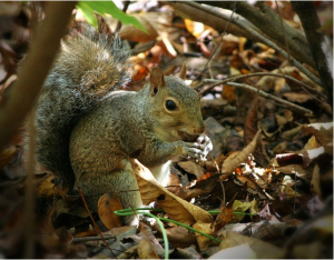 https://pixabay.com/en/squirrel-eating-nuts-acorn-forest-61231/